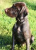 Bosco, September 2008
